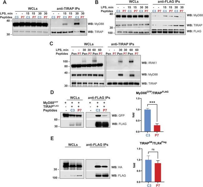 TIRAP Antibody in Western Blot (WB)