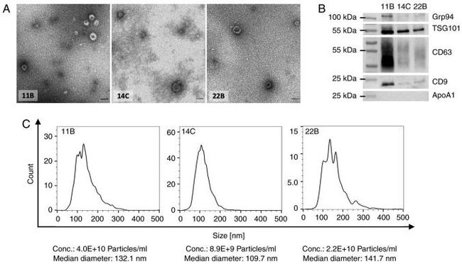 CD9 Antibody in Western Blot (WB)