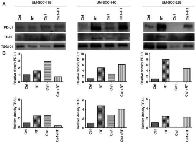 TSG101 Antibody in Western Blot (WB)