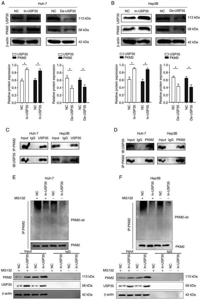 USP35 Antibody in Western Blot, Immunoprecipitation (WB, IP)