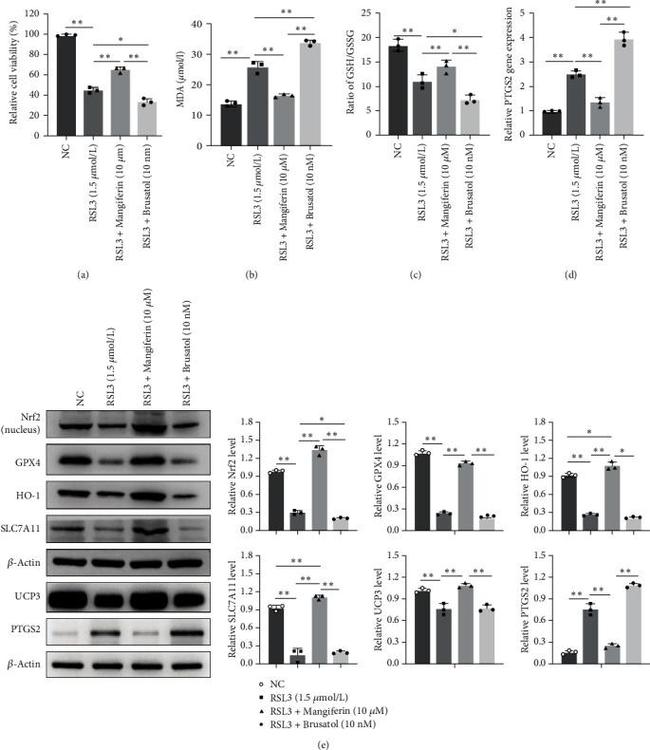 GPX4 Antibody in Western Blot (WB)