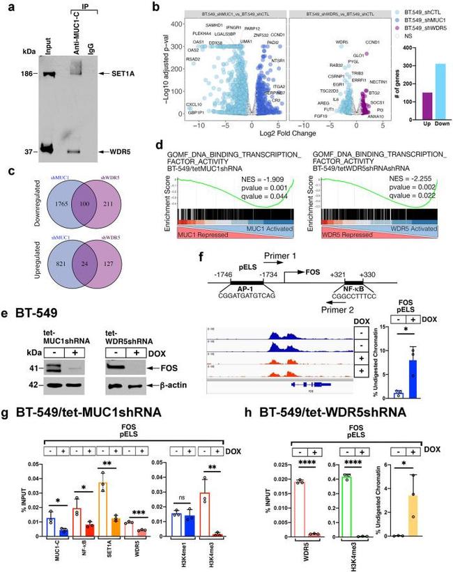 MUC1 Antibody in Immunoprecipitation (IP)