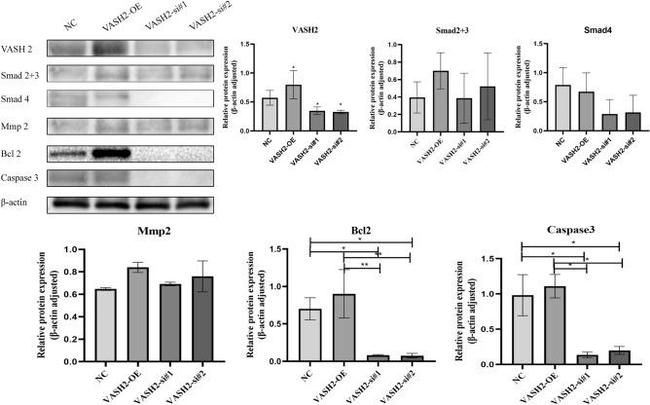 VASH2 Antibody in Western Blot (WB)