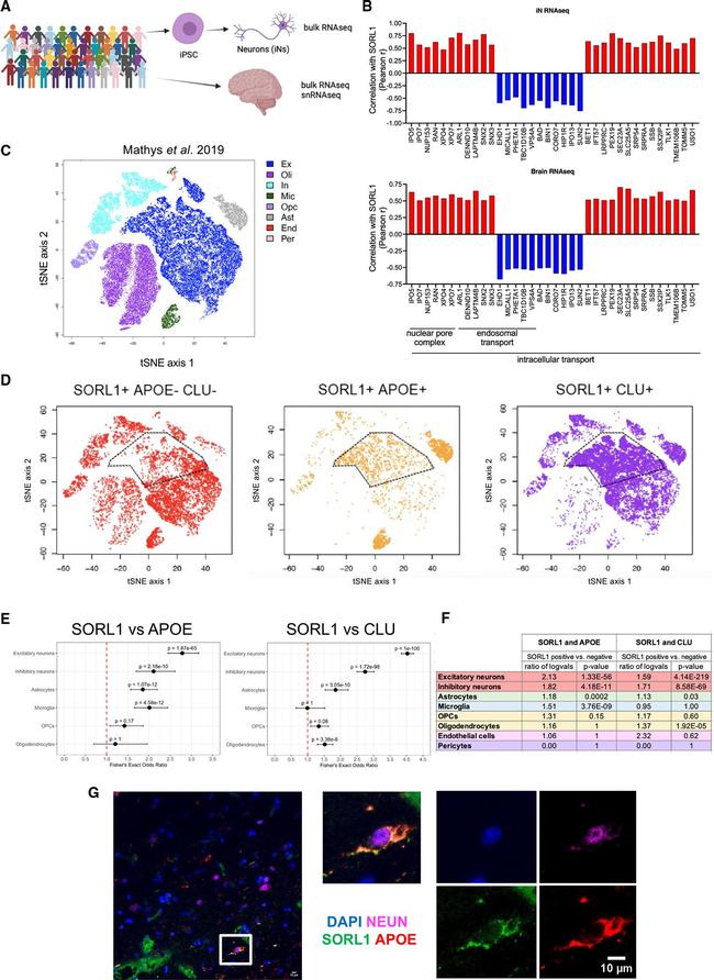 APOE Antibody in Immunohistochemistry (Paraffin) (IHC (P))