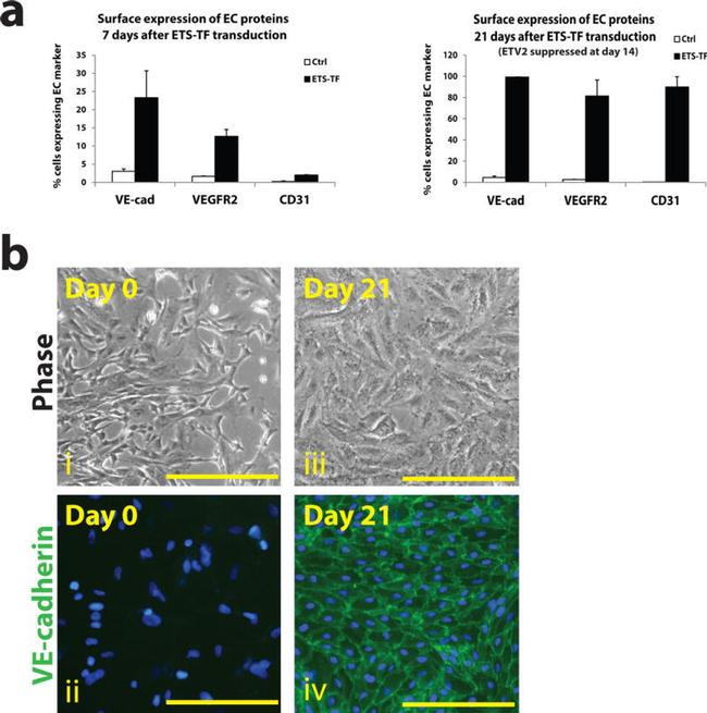 CD144 (VE-cadherin) Antibody in Flow Cytometry (Flow)