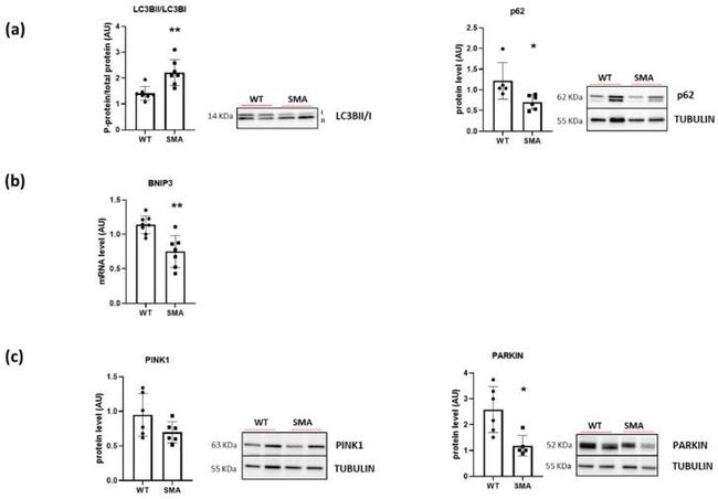 Parkin Antibody in Western Blot (WB)