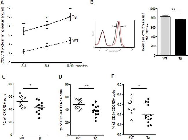 CD185 (CXCR5) Antibody in Flow Cytometry (Flow)