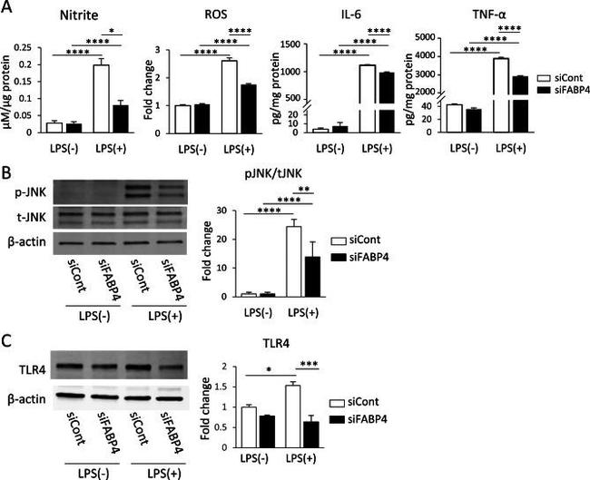 TLR4 Antibody in Western Blot (WB)