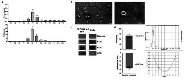 CD81 Antibody in Western Blot (WB)