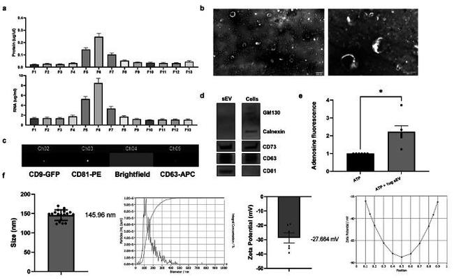 CD81 Antibody in Western Blot (WB)