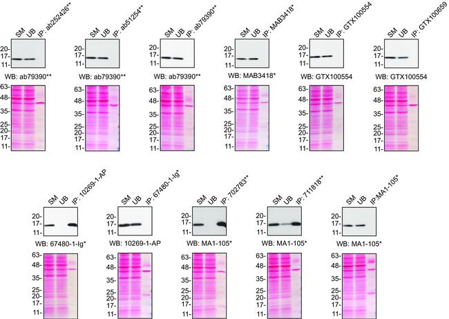 SOD1 Antibody in Western Blot, Immunoprecipitation (WB, IP)