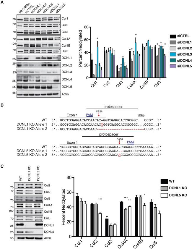 Cullin 1 Antibody in Western Blot (WB)