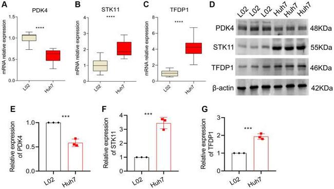 DP1 Antibody in Western Blot (WB)