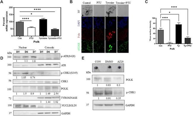 Chk1 Antibody in Western Blot (WB)