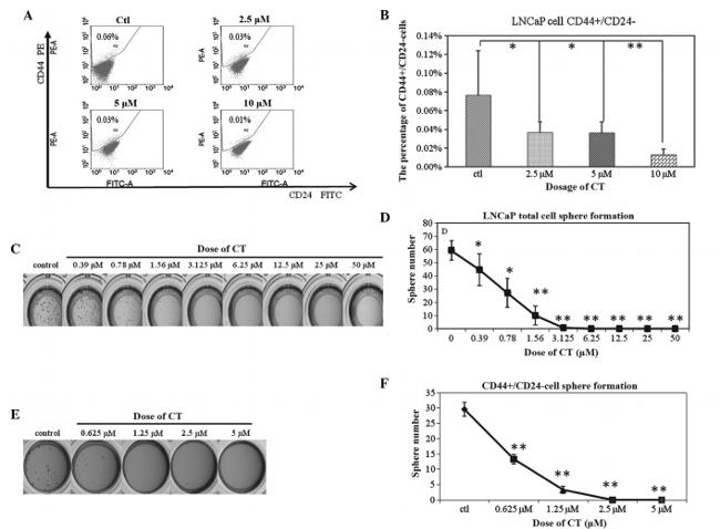 CD24 Antibody