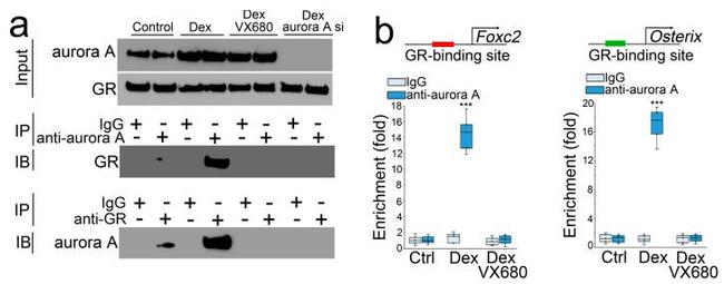 Glucocorticoid Receptor Antibody in Western Blot (WB)