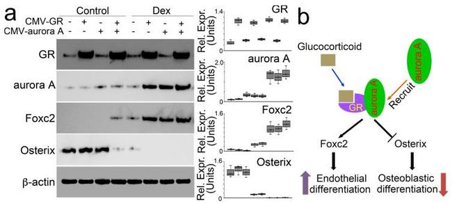 Glucocorticoid Receptor Antibody in Western Blot (WB)