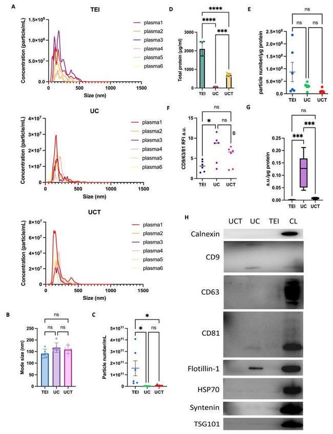 CD63 Antibody in Flow Cytometry (Flow)