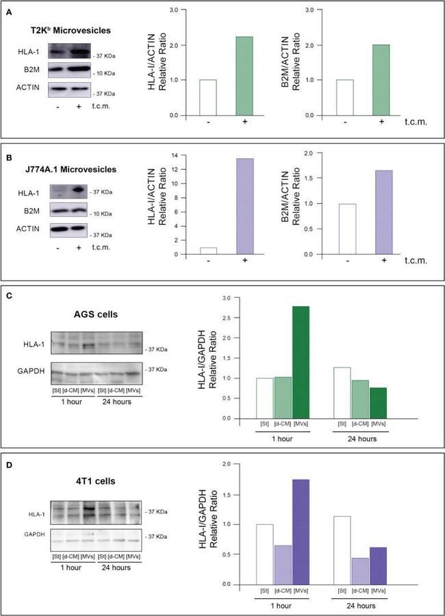 HLA-ABC Antibody in Western Blot (WB)