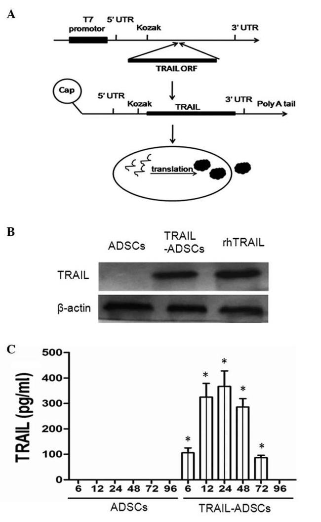 TRAIL (soluble) Antibody in Western Blot (WB)