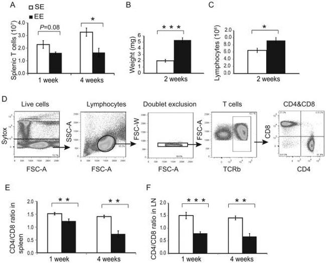 TCR beta Antibody in Flow Cytometry (Flow)