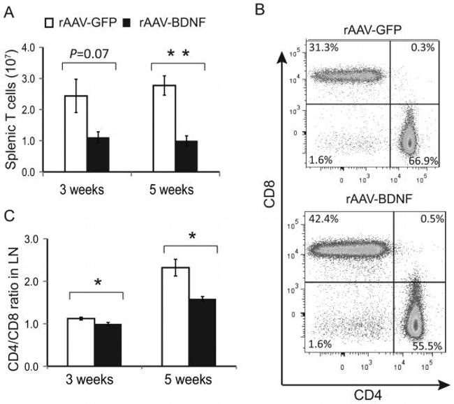 TCR beta Antibody in Flow Cytometry (Flow)