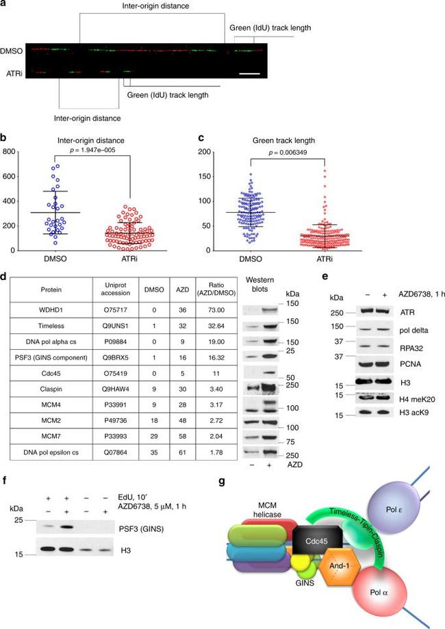 RPA2 Antibody in Western Blot (WB)