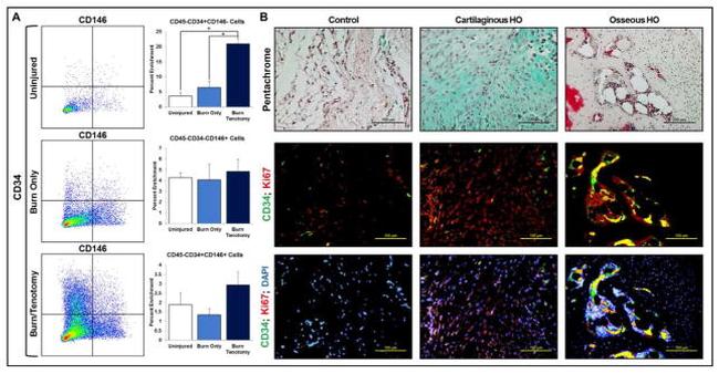 CD34 Antibody in Immunocytochemistry, Flow Cytometry (ICC/IF, Flow)