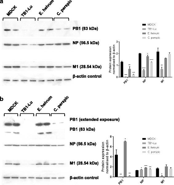 Influenza A NP Antibody in Western Blot (WB)