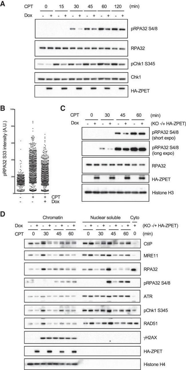 RPA2 Antibody in Western Blot (WB)