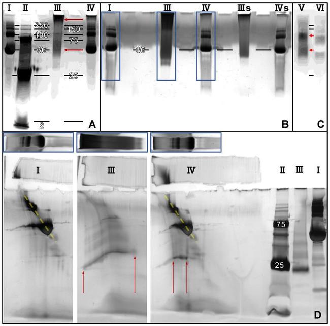 BMP-2 Antibody in Western Blot (WB)