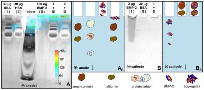 BMP-2 Antibody in Western Blot (WB)