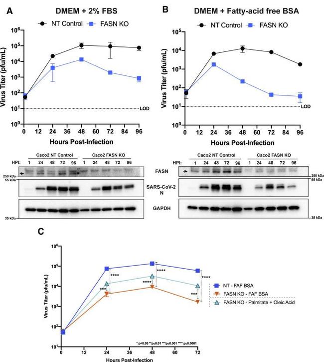 FASN Antibody in Western Blot (WB)