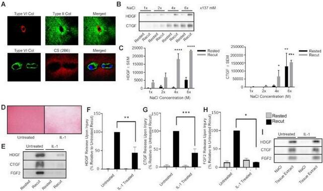 FGF2 Antibody in Western Blot (WB)