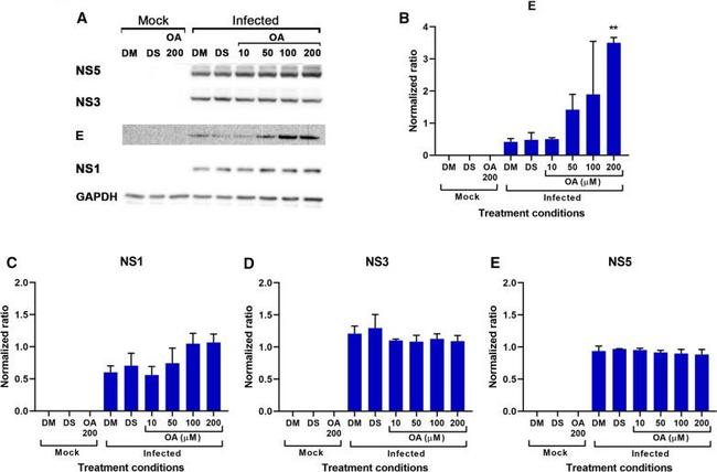 Dengue Virus Type 2 NS1 Antibody in Western Blot (WB)