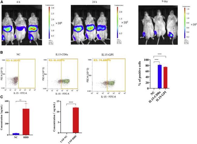 IL-15 Antibody in Flow Cytometry (Flow)