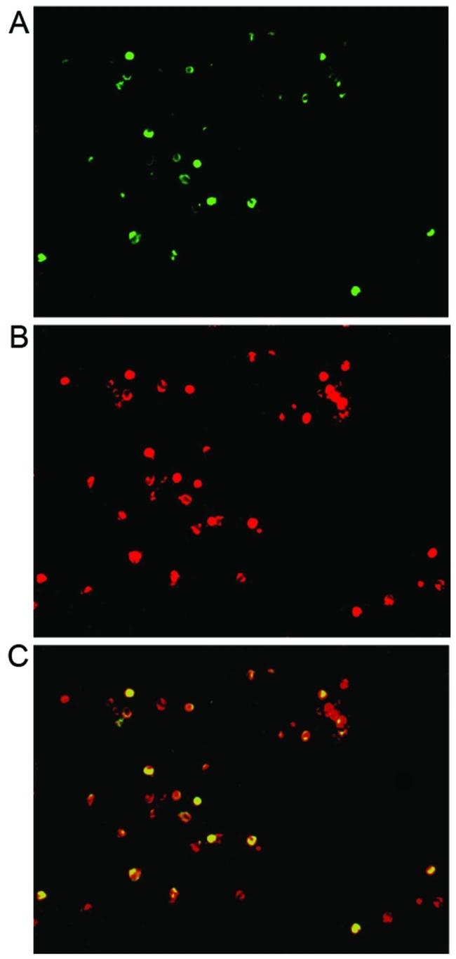 IL-17A Antibody in Immunocytochemistry, Immunohistochemistry (ICC/IF, IHC)