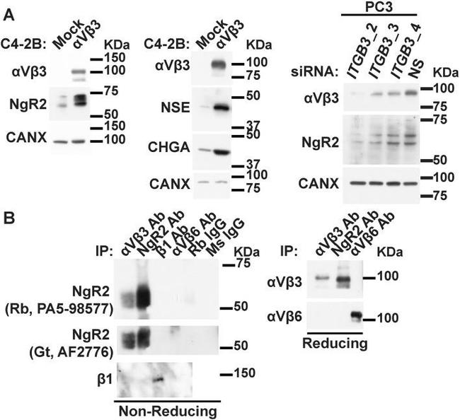 RTN4RL2 Antibody in Western Blot, Immunoprecipitation (WB, IP)