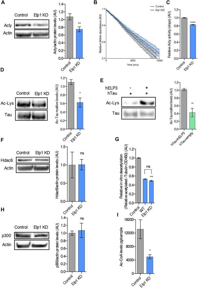 Tau Antibody in Western Blot, Immunoprecipitation (WB, IP)