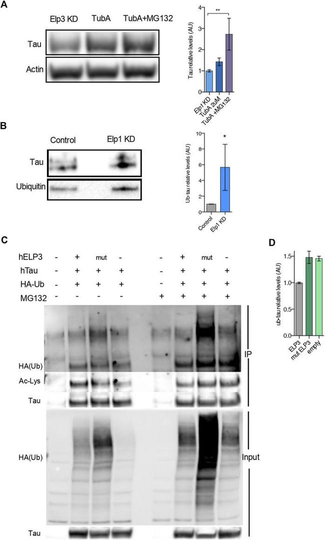 Tau Antibody in Western Blot, Immunoprecipitation (WB, IP)