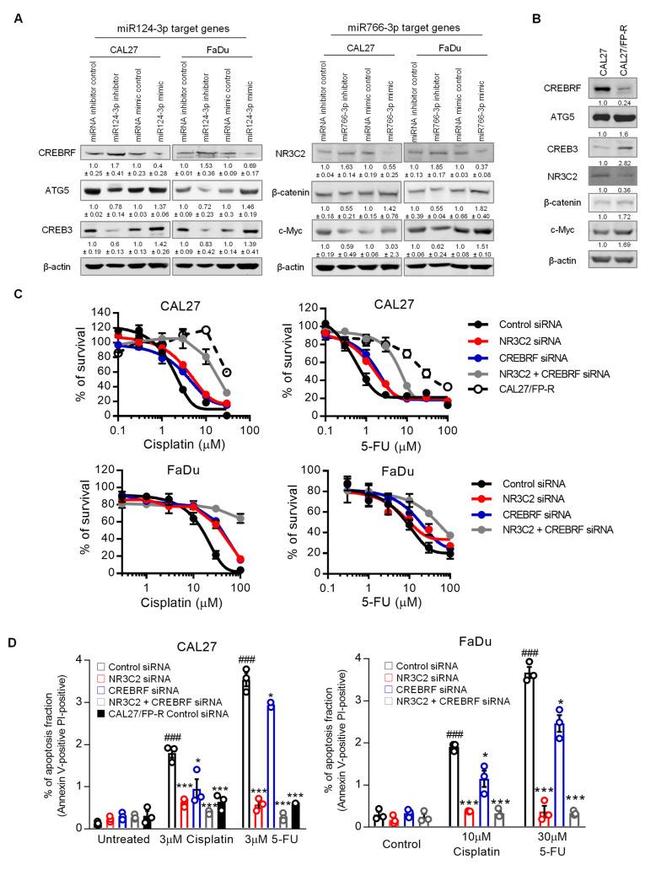 CREBRF Antibody in Western Blot (WB)