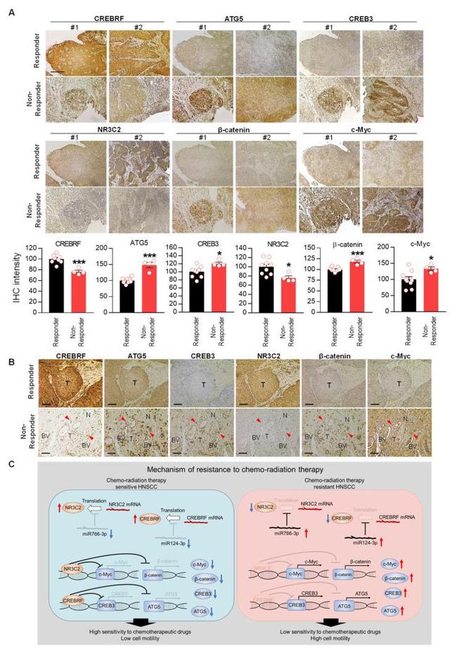 CREBRF Antibody in Immunohistochemistry (Paraffin) (IHC (P))