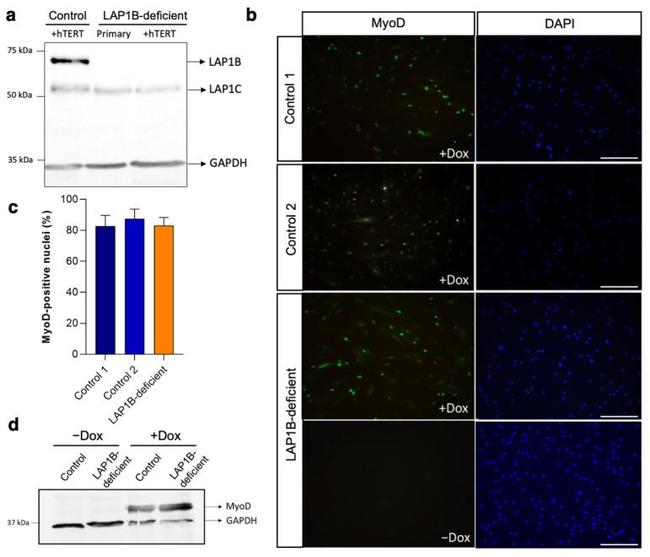 MYOD Antibody in Western Blot (WB)