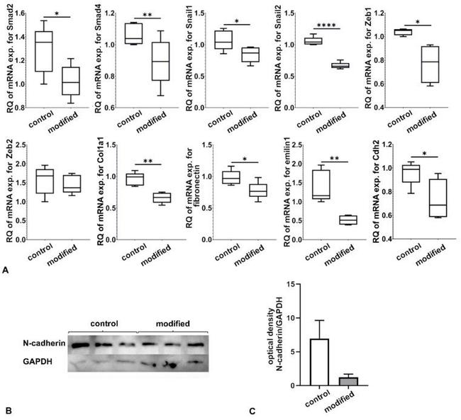 N-cadherin Antibody in Western Blot (WB)