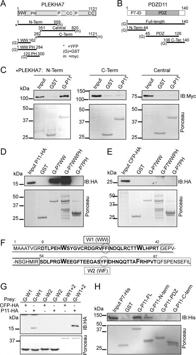 6x-His Tag Antibody in Western Blot (WB)