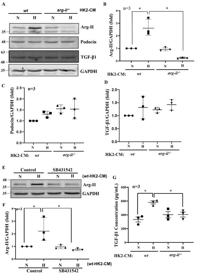 Podocin Antibody in Western Blot (WB)