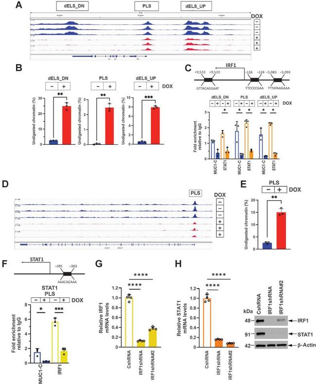 MUC1 Antibody in ChIP Assay (ChIP)