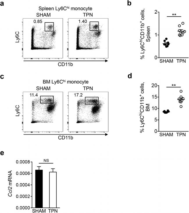 Ly-6C Antibody in Flow Cytometry (Flow)