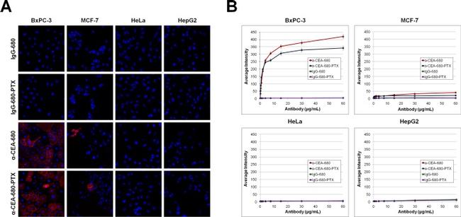 CEA Antibody in Immunocytochemistry (ICC/IF)