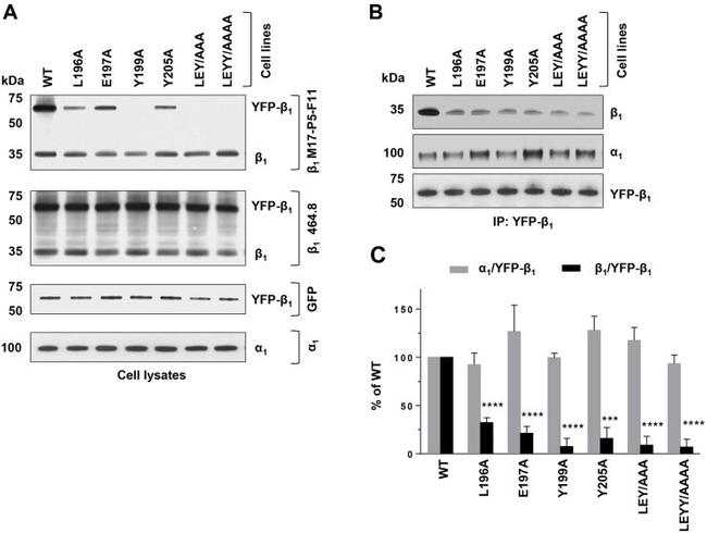 ATP1B1 Antibody in Western Blot (WB)